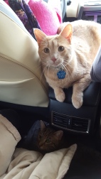 The boys, riding in Grandma's car, headed back home.